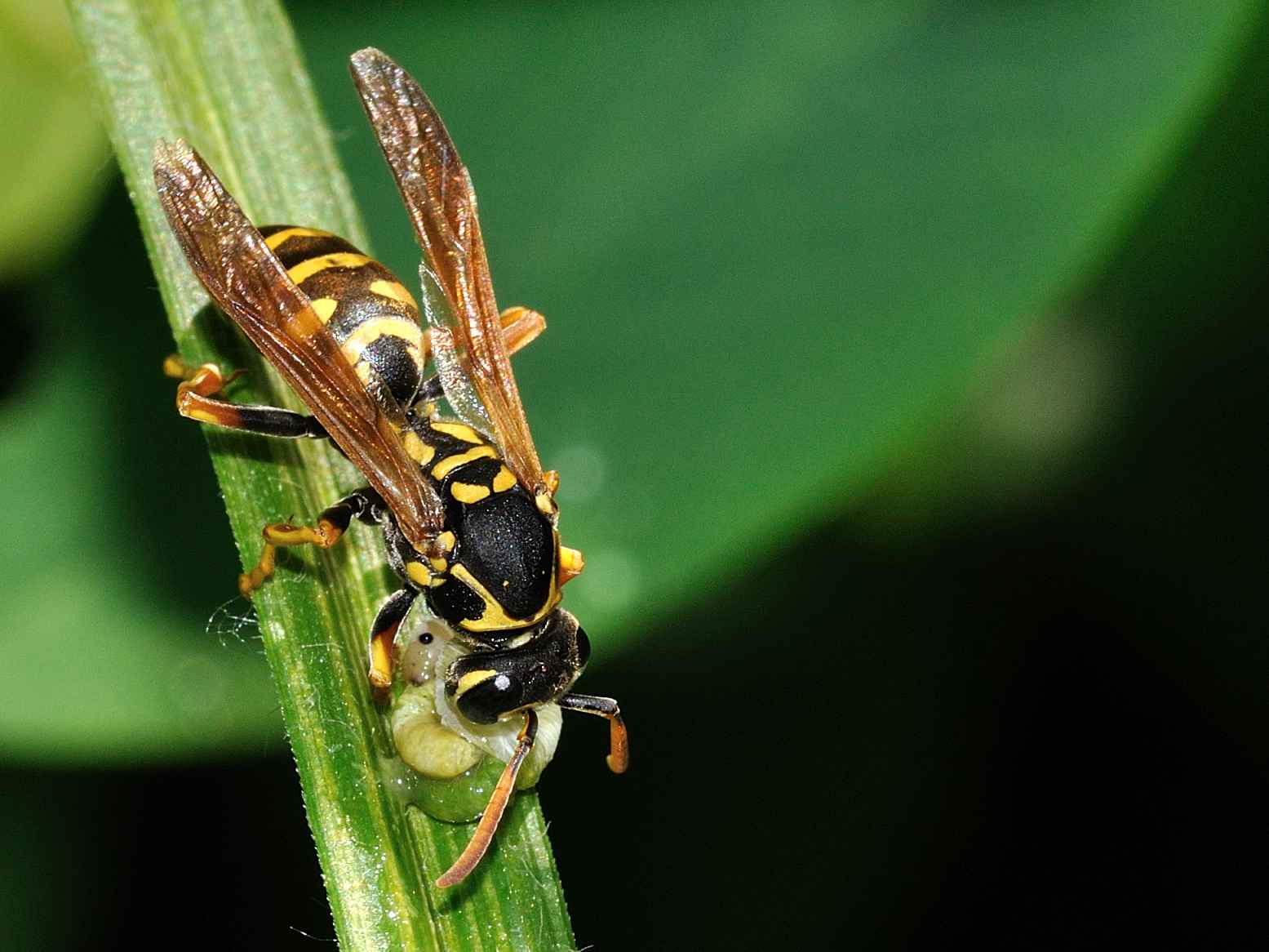 Vespidae - Polistes sp.